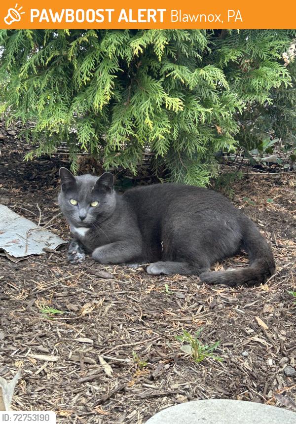 Found/Stray Female Cat last seen north avenue, Blawnox, PA 15238
