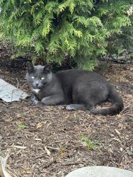 Found/Stray Female Cat last seen north avenue, Blawnox, PA 15238