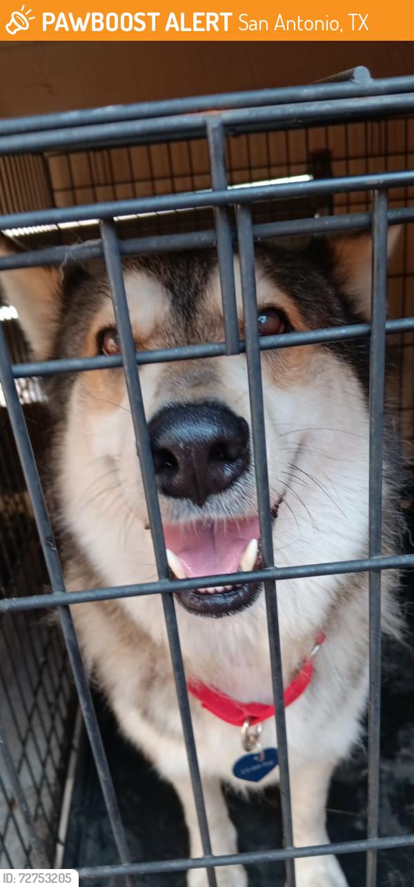 Found/Stray Female Dog last seen Dominion north gate, San Antonio, TX 78257