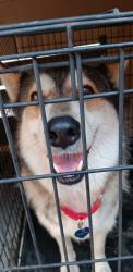 Found/Stray Female Dog last seen Dominion north gate, San Antonio, TX 78257