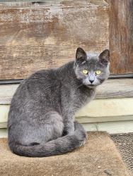 Found/Stray Unknown Cat last seen Marshall Baptist church , Winston-Salem, NC 27105