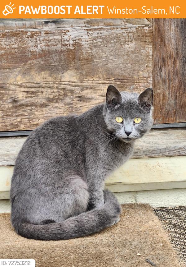 Found/Stray Unknown Cat last seen Marshall Baptist church , Winston-Salem, NC 27105