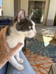 Found/Stray Female Cat last seen McQueen, Chandler, AZ 85249