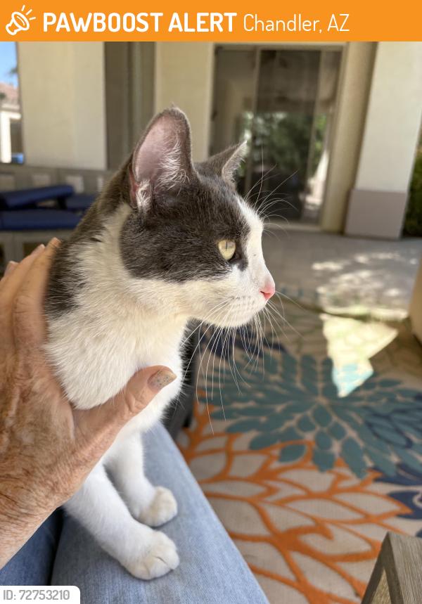 Found/Stray Female Cat last seen McQueen, Chandler, AZ 85249