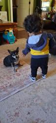 Lost Male Dog last seen Cedar Ridge Elementary , Dalton, GA 30721