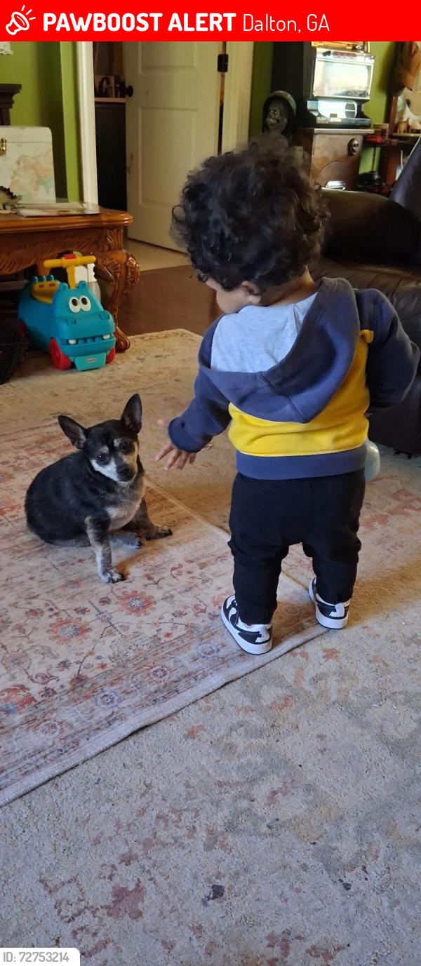 Lost Male Dog last seen Cedar Ridge Elementary , Dalton, GA 30721