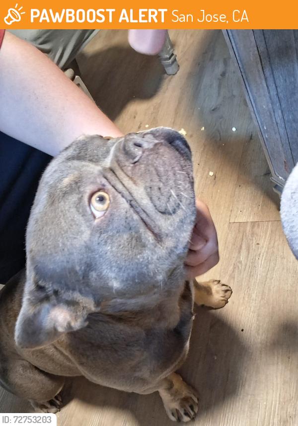 Found/Stray Male Dog last seen Sierra Rd., San Jose, CA 95131