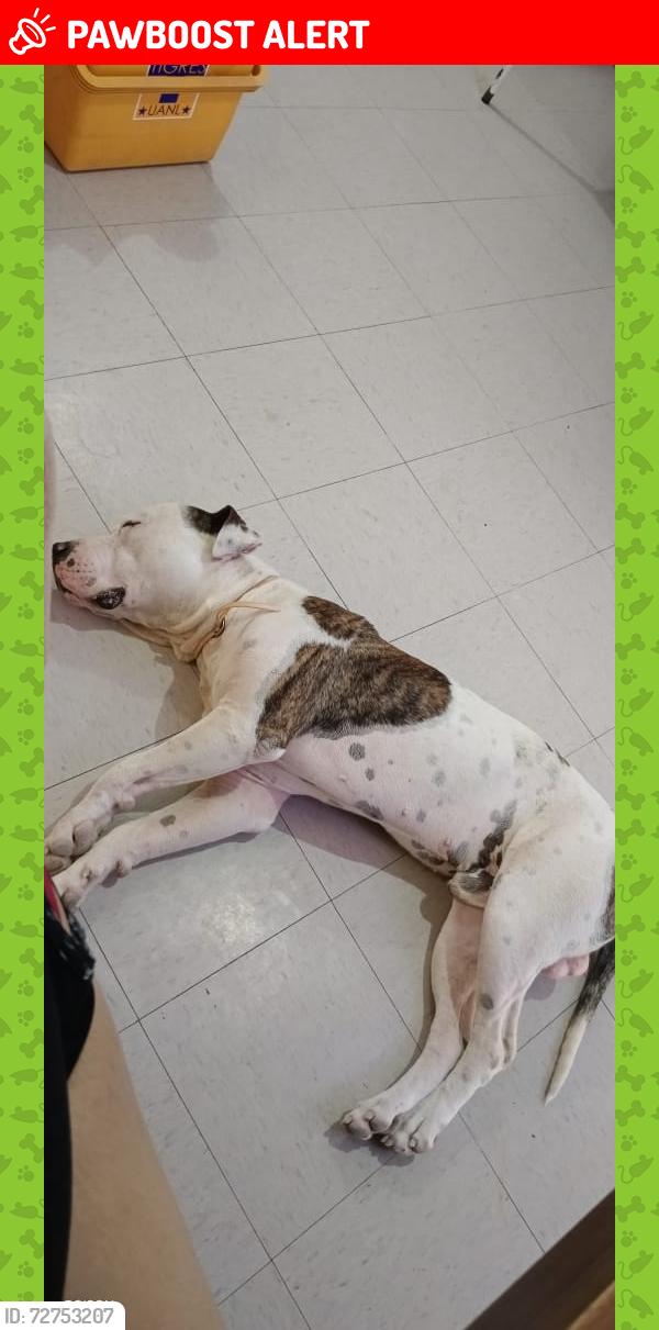 Lost Male Dog last seen Alado de palma yuca, en la contra esquina hay un mecánico y enfrente un gran parque y la carretera laredo , Ciénega de Flores, N.L. 