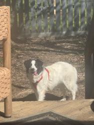 Lost Female Dog last seen Goodman Circle NE, Midpines Dr NE, Concord, NC 28025
