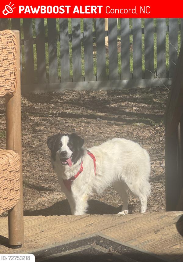 Lost Female Dog last seen Goodman Circle NE, Midpines Dr NE, Concord, NC 28025