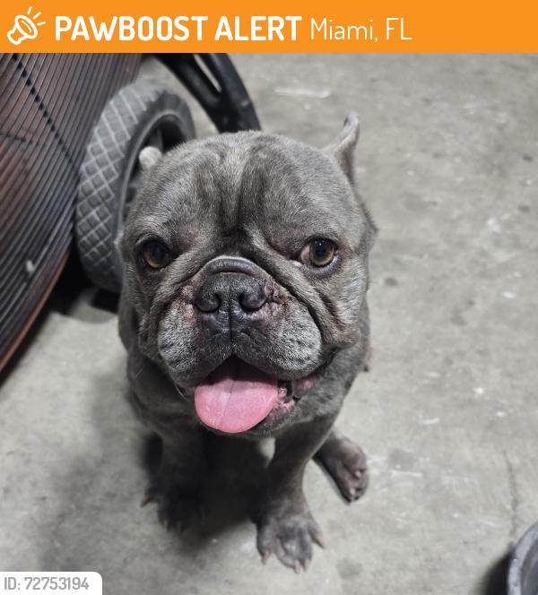 Found/Stray Male Dog last seen Near St and 117 Ave., Miami, FL 33177
