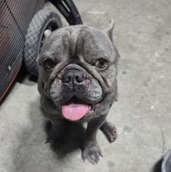 Found/Stray Male Dog last seen Near St and 117 Ave., Miami, FL 33177