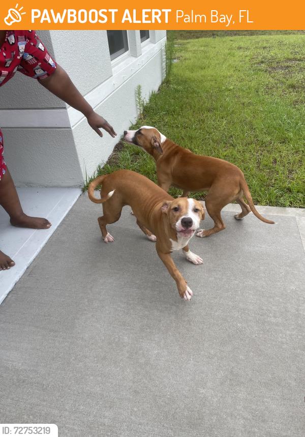 Found/Stray Female Dog last seen Titan Rd, Palm Bay, FL 32909