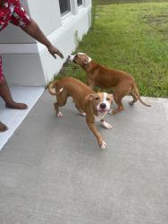 Found/Stray Female Dog last seen Titan Rd, Palm Bay, FL 32909