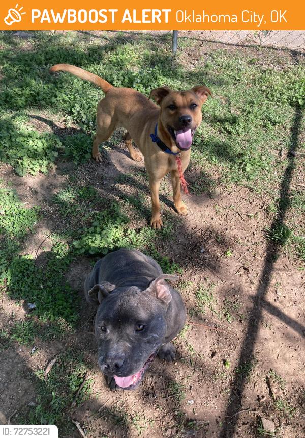 Found/Stray Male Dog last seen Kelly & 30th, Oklahoma City, OK 73121