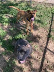 Found/Stray Male Dog last seen Kelly & 30th, Oklahoma City, OK 73121