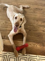 Lost Male Dog last seen Collierville Arlington rd , Memphis, TN 38028