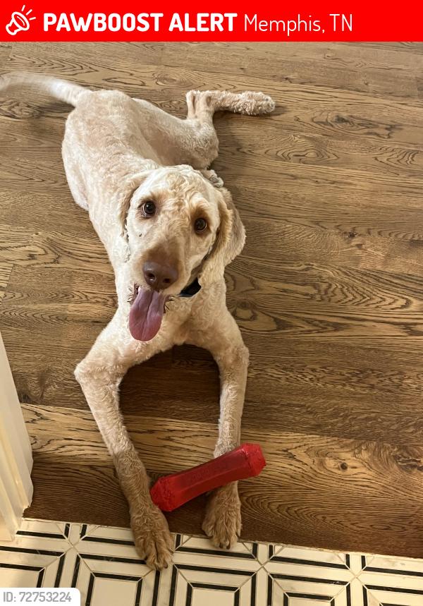Lost Male Dog last seen Collierville Arlington rd , Memphis, TN 38028