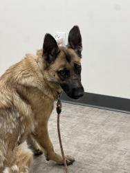 Found/Stray Female Dog last seen Gorney Park, Caledonia, WI 53108