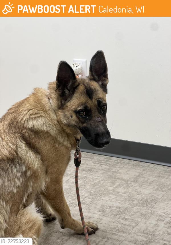 Found/Stray Female Dog last seen Gorney Park, Caledonia, WI 53108