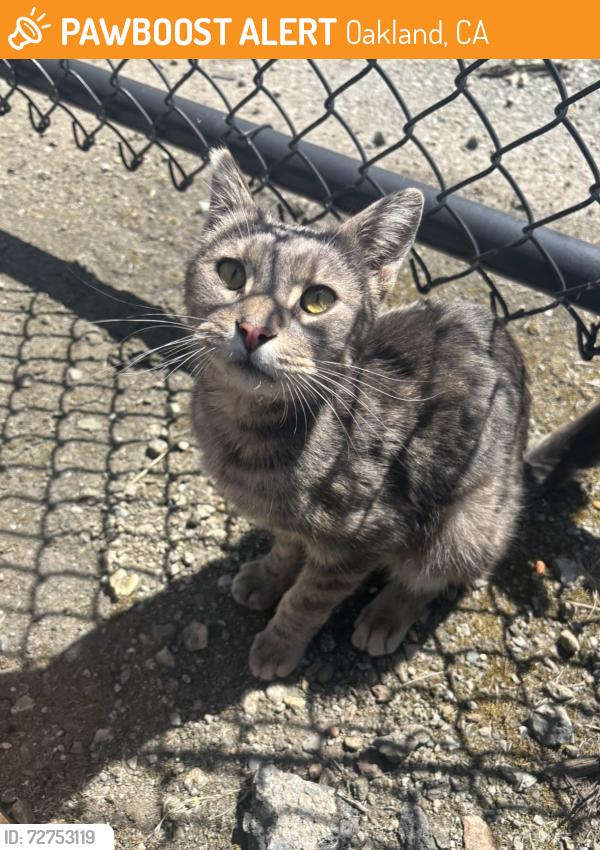 Found/Stray Male Cat last seen Maritime street, Bay trail, Bay Bridge , Oakland, CA 94607