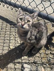 Found/Stray Male Cat last seen Maritime street, Bay trail, Bay Bridge , Oakland, CA 94607