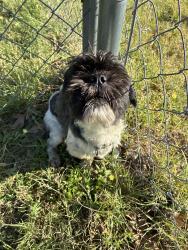 Found/Stray Male Dog last seen Hideaway Lake showed up in our backyard., Hideaway, TX 75771