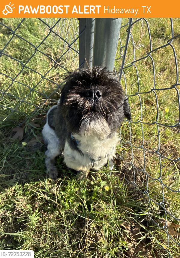 Found/Stray Male Dog last seen Hideaway Lake showed up in our backyard., Hideaway, TX 75771