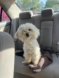Found/Stray Unknown Dog last seen Quarter Path Ln, High Point, NC 27265