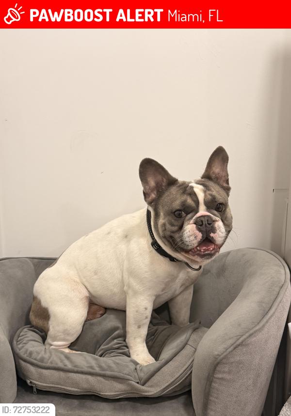 Lost Male Dog last seen Miami , Miami, FL 33142