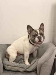 Lost Male Dog last seen Miami , Miami, FL 33142