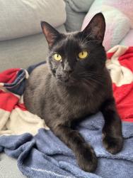 Lost Female Cat last seen near Rivers End Pl, Buford, GA 30519
