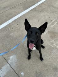 Shelter Stray Male Dog last seen Near Block Of Forest Hill Dr, FOREST HILL, TX, 3961 Bluebell Dr, Everman, TX 76140, USA