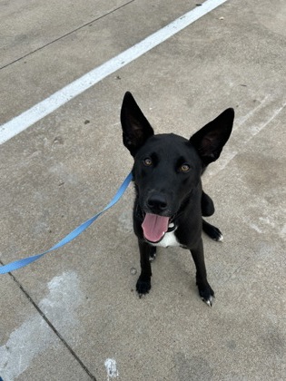 Shelter Stray Male Dog last seen Near Block Of Forest Hill Dr, FOREST HILL, TX, 3961 Bluebell Dr, Everman, TX 76140, USA