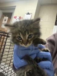 Shelter Stray Male Cat last seen North Charleston, SC 29418, North Charleston, SC 29406