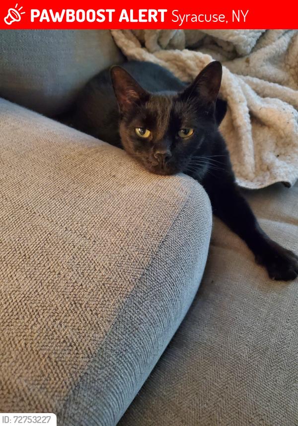 Lost Female Cat last seen Orchard Dr, Syracuse, NY 13212