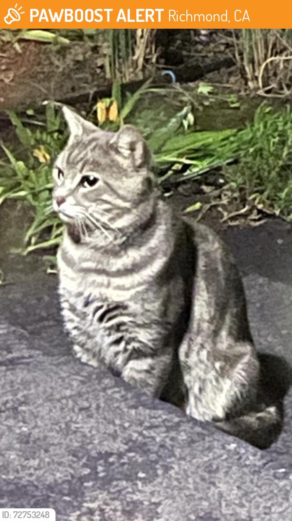 Found/Stray Unknown Cat last seen 28th Street, Richmond, CA 94804