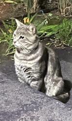 Found/Stray Unknown Cat last seen 28th Street, Richmond, CA 94804