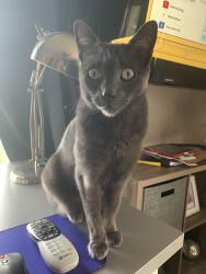 Lost Male Cat last seen Beryl & Lamont, San Diego, CA 92109