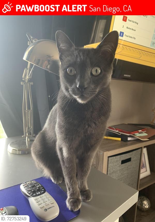 Lost Male Cat last seen Beryl & Lamont, San Diego, CA 92109