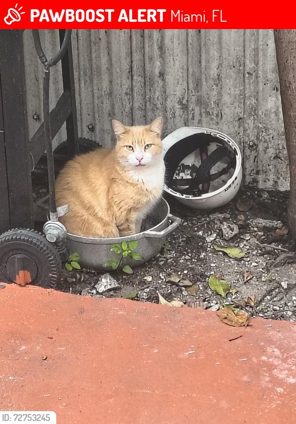 Lost Male Cat last seen Near sw 5th street , Miami, FL 33135