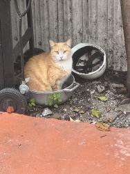 Lost Male Cat last seen Near sw 5th street , Miami, FL 33135