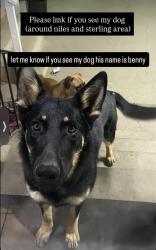 Reunited Male Dog last seen Niles/sterling , Bakersfield, CA 93306