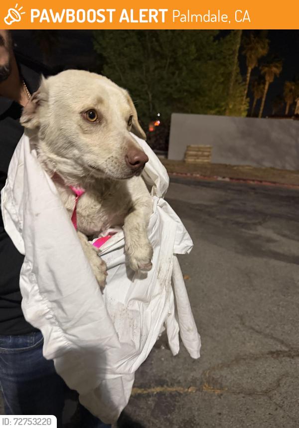 Found/Stray Male Dog last seen Found on Rancho Vista and country club, right off the 14 freeway, Palmdale, CA 93350