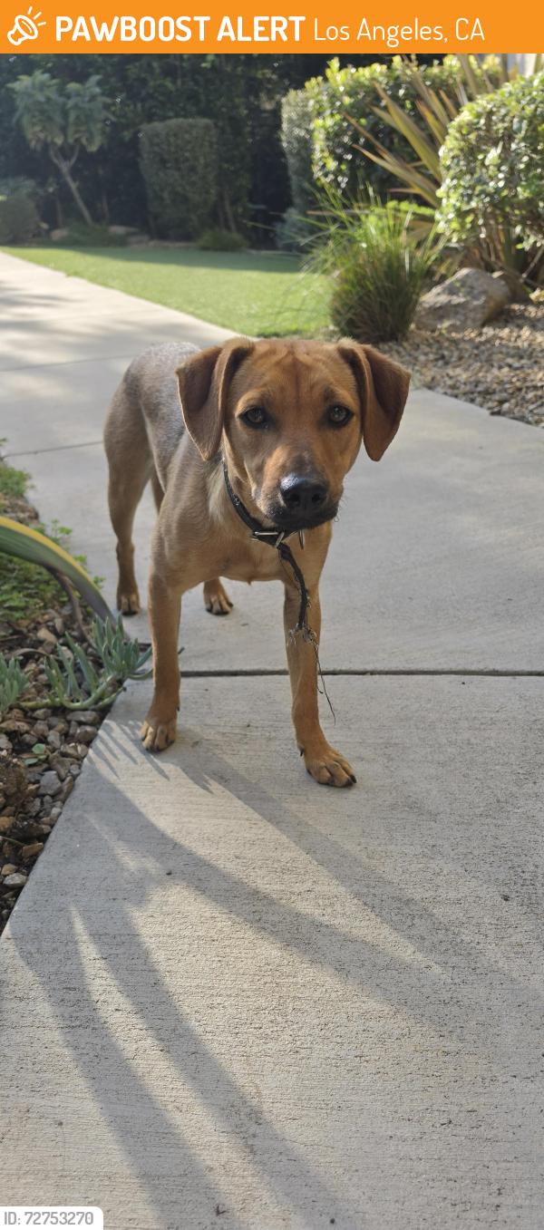 Found/Stray Female Dog last seen Foothill and Paxton, Los Angeles, CA 91342