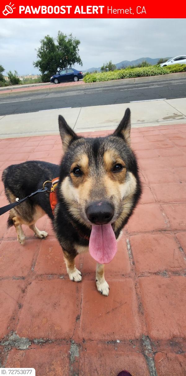 Lost Male Dog last seen Johnston Columbus and yale, Hemet, CA 92544
