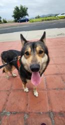 Lost Male Dog last seen Johnston Columbus and yale, Hemet, CA 92544