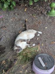 Found/Stray Unknown Cat last seen Palo Alto Networks office, Santa Clara, CA 95054