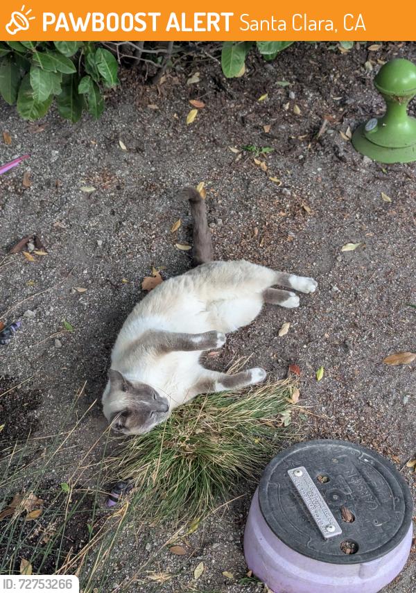 Found/Stray Unknown Cat last seen Palo Alto Networks office, Santa Clara, CA 95054