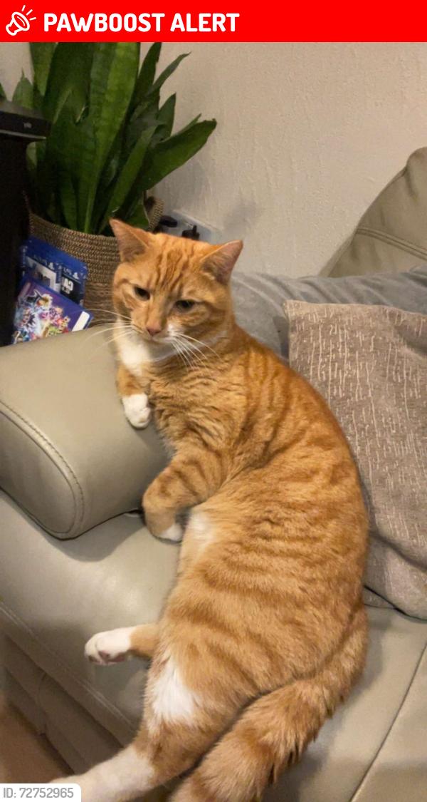 Lost Male Cat last seen Junction of De Frene road and Perry Rise, Greater London, England 